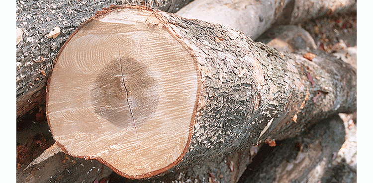 Las ventajas de la madera de frondosas en los cursos online de InfoConstrucción